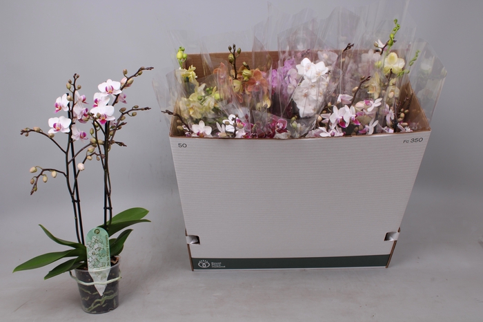 <h4>PHAL MF GEM 5 KL</h4>