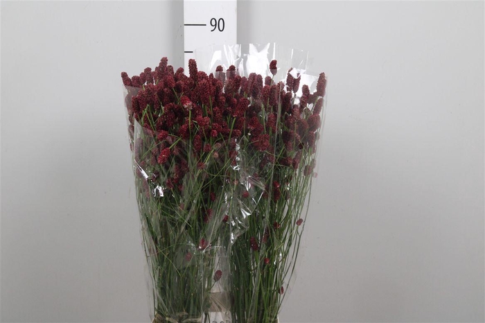 <h4>Sang Of Red Dream</h4>