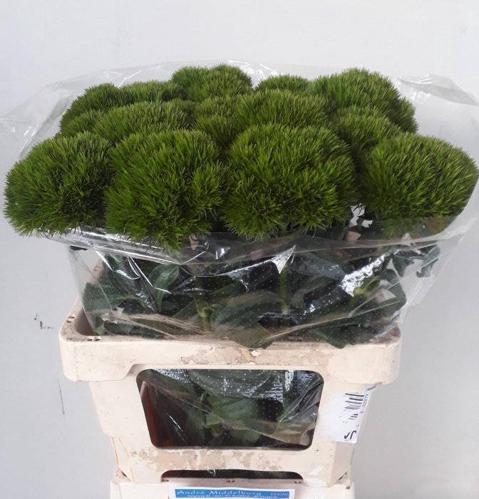 <h4>DI BARB KIWI MELLOW</h4>