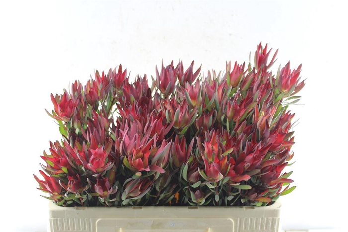 <h4>Leucad Sal Blush</h4>