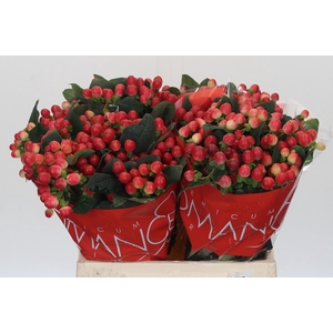 Hypericum True Romance