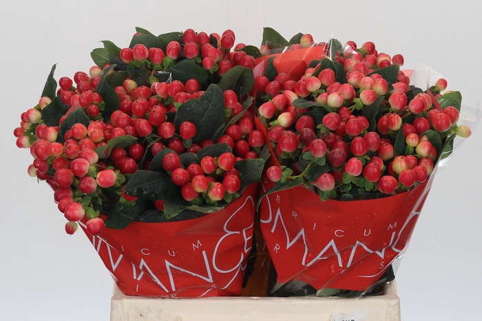 <h4>Hypericum True Romance</h4>