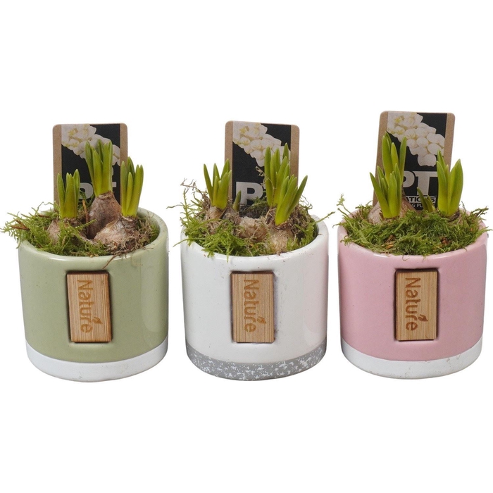 <h4>Arr.  Muscari L%</h4>