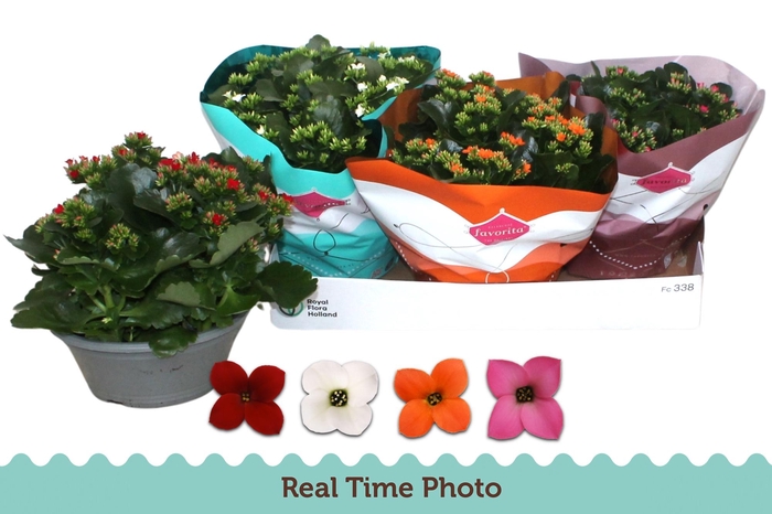 <h4>KAL EN GEM 4 KL</h4>