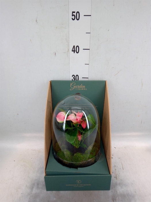 <h4>Arr.  Anthurium H%</h4>