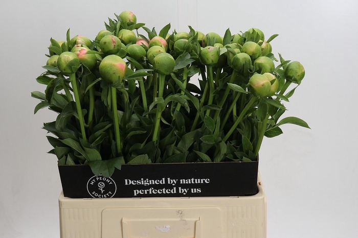 Paeonia Kingsday