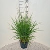 Pennisetum alopecuroides