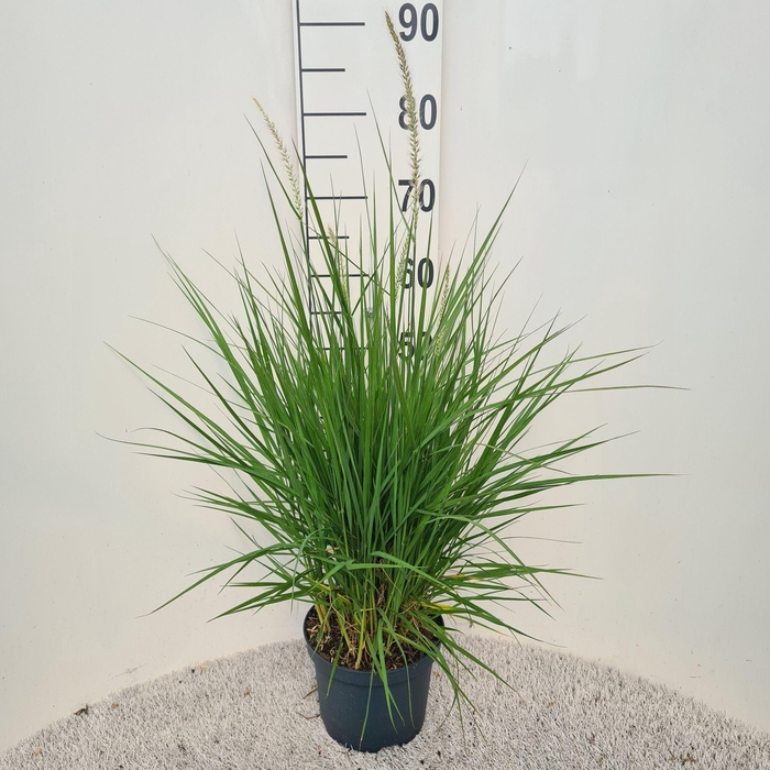 Pennisetum alopecuroides