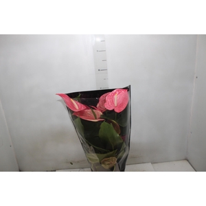 ANTHURIUM CALIFORNIA P17 ROSA PREMIUM