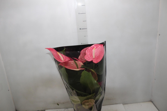 <h4>ANTHURIUM CALIFORNIA P17 ROSA PREMIUM</h4>