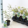 Acer palmatum Emerald Lace