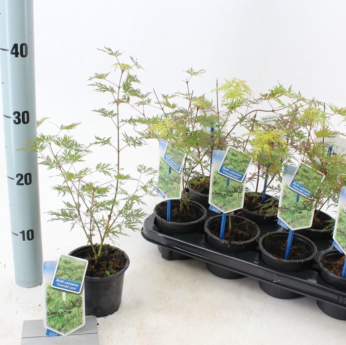 <h4>Acer palmatum Emerald Lace</h4>