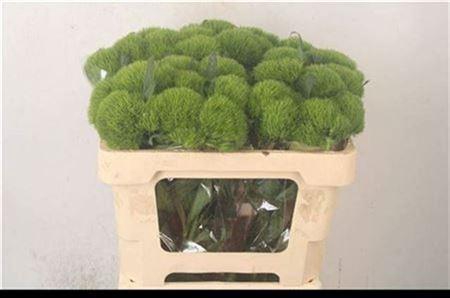 <h4>Di Barb Kiwi Mellow</h4>