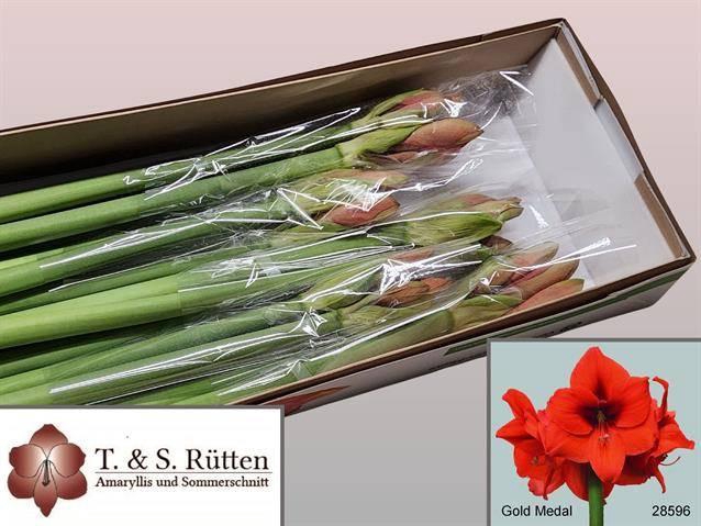 <h4>HIPP ST GOLD MEDAL</h4>