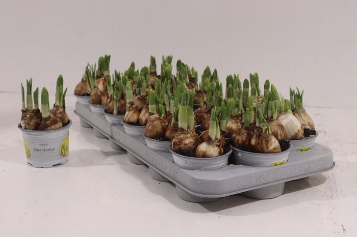 <h4>NARC O TETE A TETE</h4>