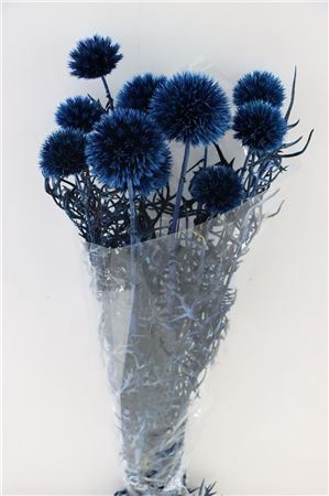 Pres Echinops 10pc D Blue Bunch