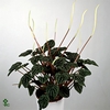 Peperomia Caperata 5,5Ø 15cm