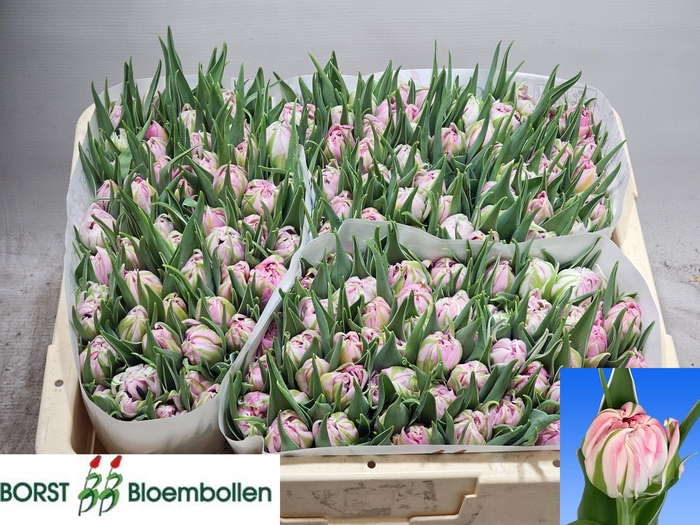 <h4>TU DU DOTCOM</h4>