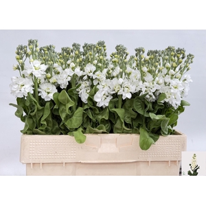 MATTH AIDA WHITE