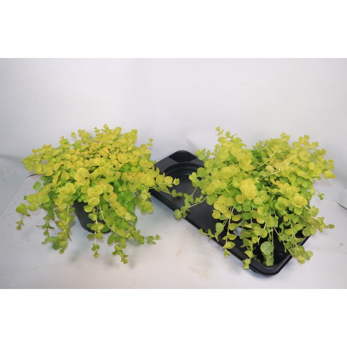 <h4>LYSIM NUMMULARIA</h4>