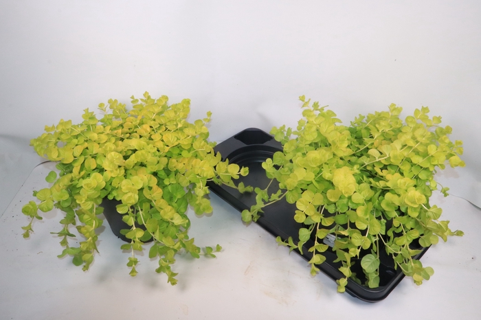 <h4>LYSIM NUMMULARIA</h4>