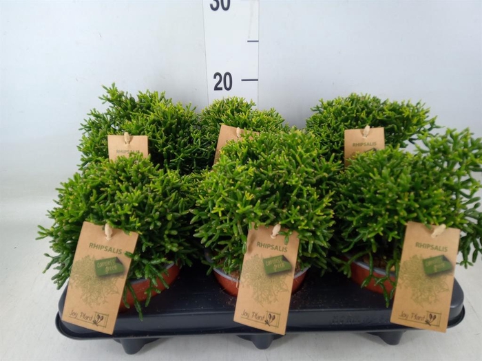 <h4>Rhipsalis   ...</h4>