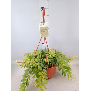 Aeschynanthus  'Bolero Bicolore'