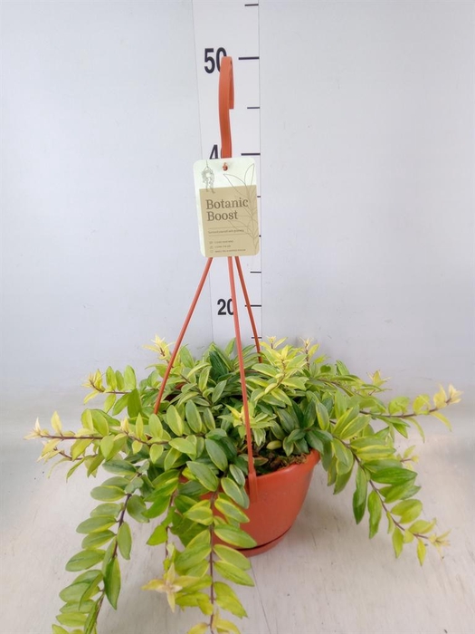 <h4>Aeschynanthus  'Bolero Bicolore'</h4>