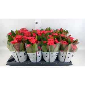 Euphorbia milii   ...