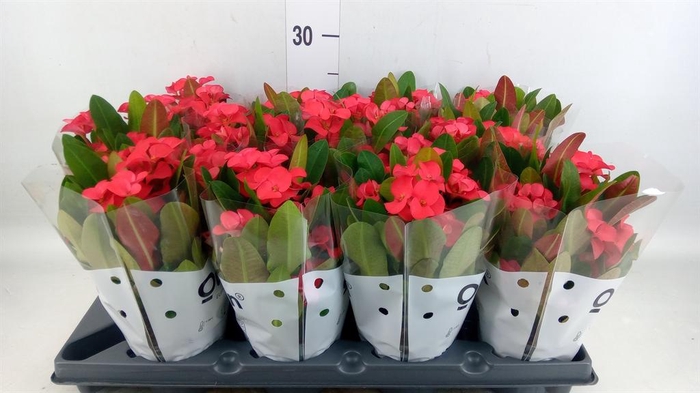 <h4>Euphorbia milii   ...</h4>