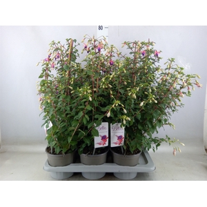 Fuchsia  'Bella Fuchsia Nora'