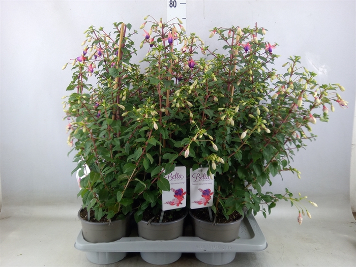 <h4>Fuchsia  'Bella Fuchsia Nora'</h4>