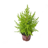TUIA HOLANDESA P09