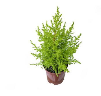 TUIA HOLANDESA P09