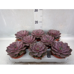 Echeveria   ...