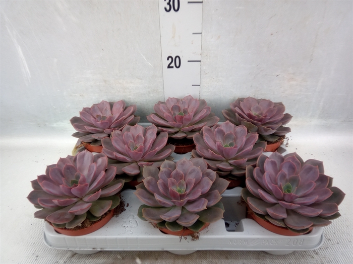 Echeveria   ...