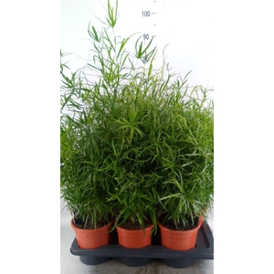 Asparagus falcatus