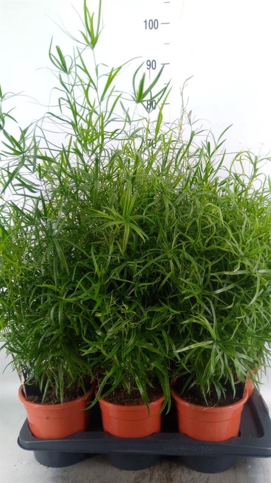 <h4>Asparagus falcatus</h4>