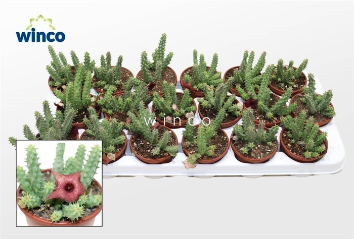 <h4>Huernia Schneideriana 'predator Red'</h4>