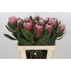 Protea Pink Ice