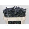 Eryngium Blue Dynamite