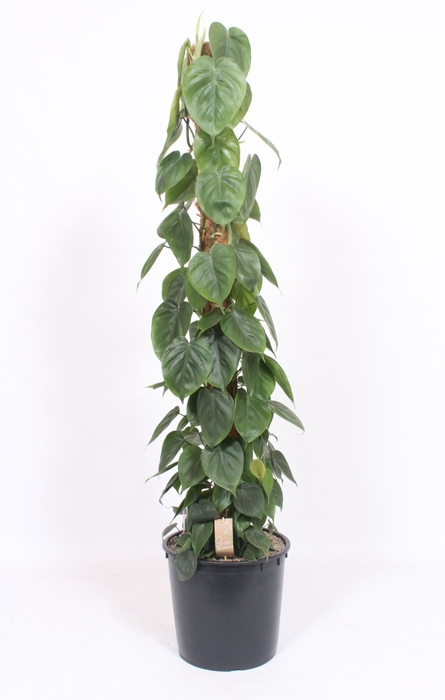 Philodendron scandens