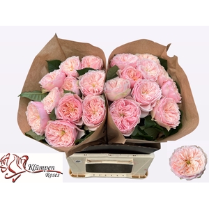 R GR TENDER LOVE