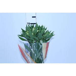 ALSTROEMERIA  AKEMI 070 CM