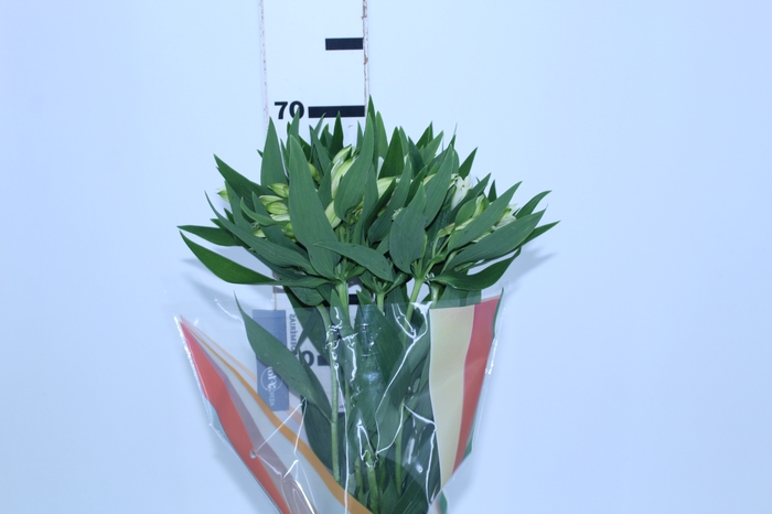 ALSTROEMERIA  AKEMI 070 CM