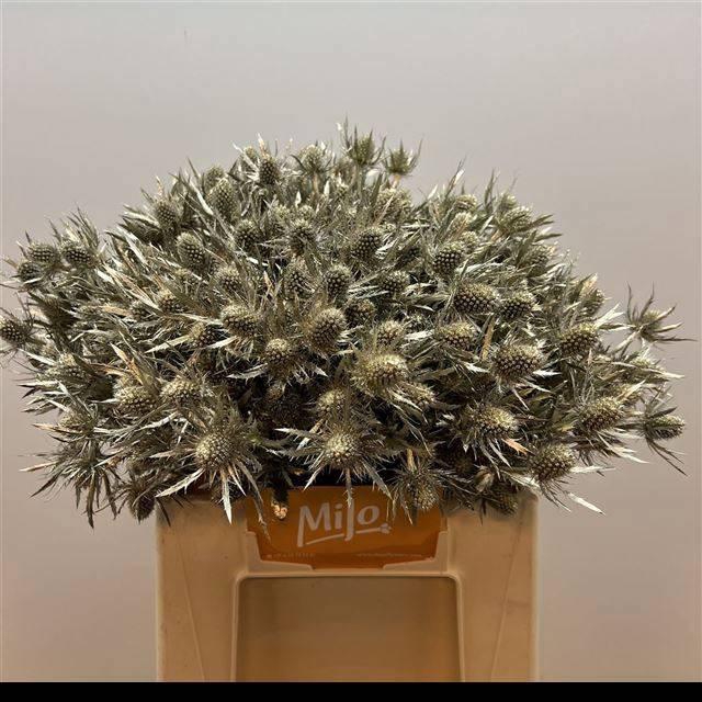 <h4>ERYN PL OV KLB H%</h4>