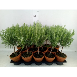 Rosmarinus offi.   ...