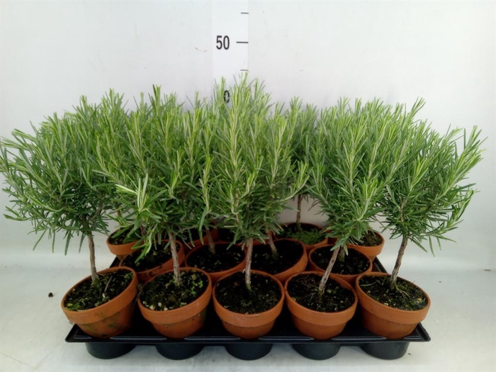 <h4>Rosmarinus offi.   ...</h4>