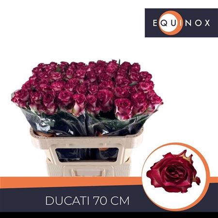 <h4>Rosa a grande fleur Ducati</h4>