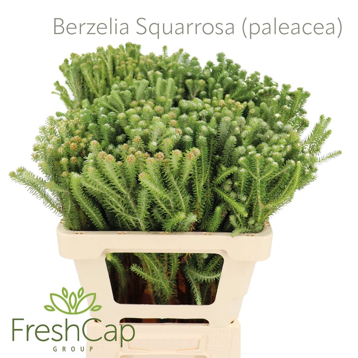 <h4>Berzelia Squarrosa (paleacea)</h4>